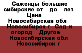 Саженцы большие сибирские от 1 до 3 лет.  › Цена ­ 300 - Новосибирская обл., Новосибирск г. Сад и огород » Другое   . Новосибирская обл.,Новосибирск г.